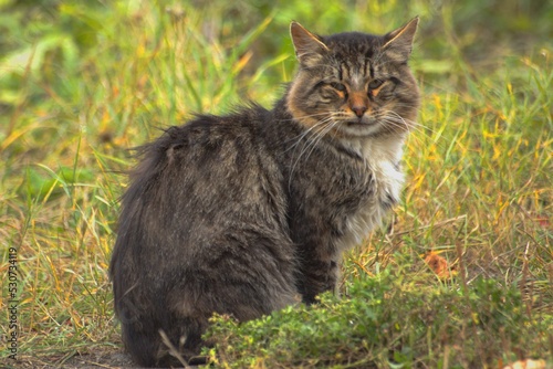 Fototapeta Naklejka Na Ścianę i Meble -  a wild cat on the grass