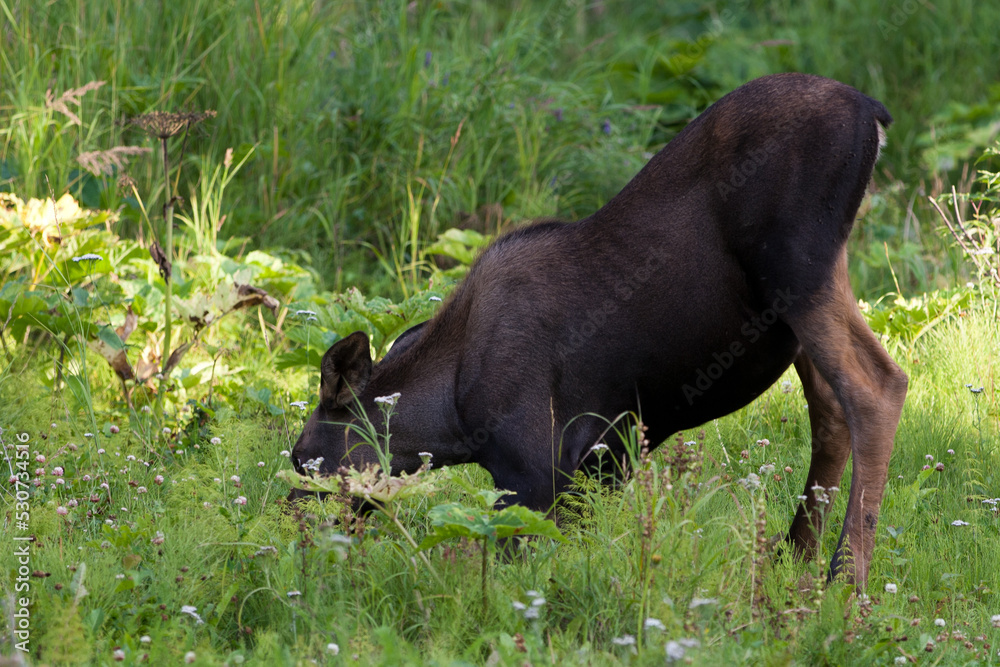 Fototapeta premium Moose Calf Eating
