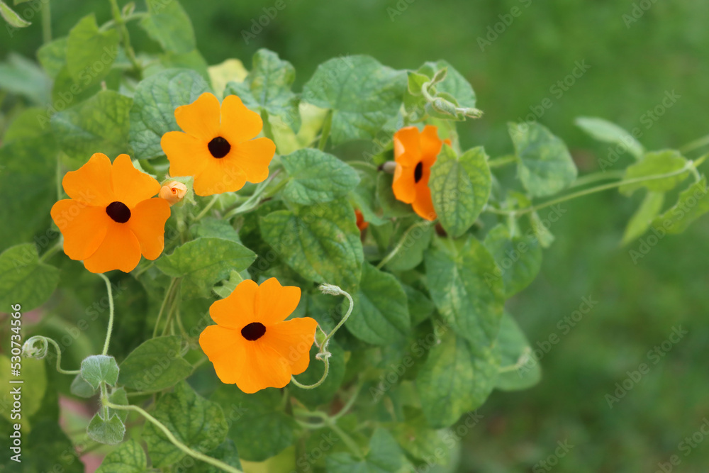 Close-up of Thunbergia alata. Thumbergia with many orange flowers on branches on summer. Climber plant Close-up of Thunbergia alata. Thumbergia with many orange flowers on branches on summer. Climber plant