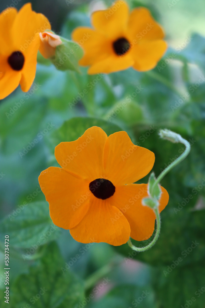 Obraz premium Close-up of Thunbergia alata. Thumbergia with many orange flowers on branches on summer. Climber plant