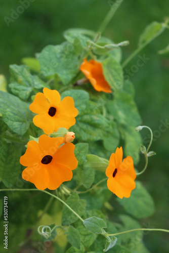 Fototapeta Naklejka Na Ścianę i Meble -  Close-up of Thunbergia alata. Thumbergia with many orange flowers on branches on summer. Climber plant