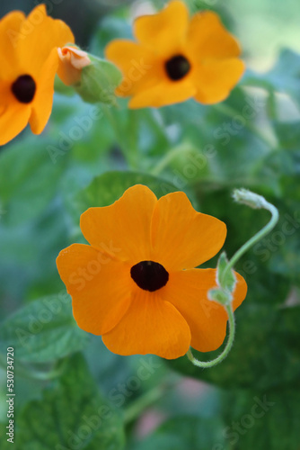 Close-up of Thunbergia alata. Thumbergia with many orange flowers on branches on summer. Climber plant photo