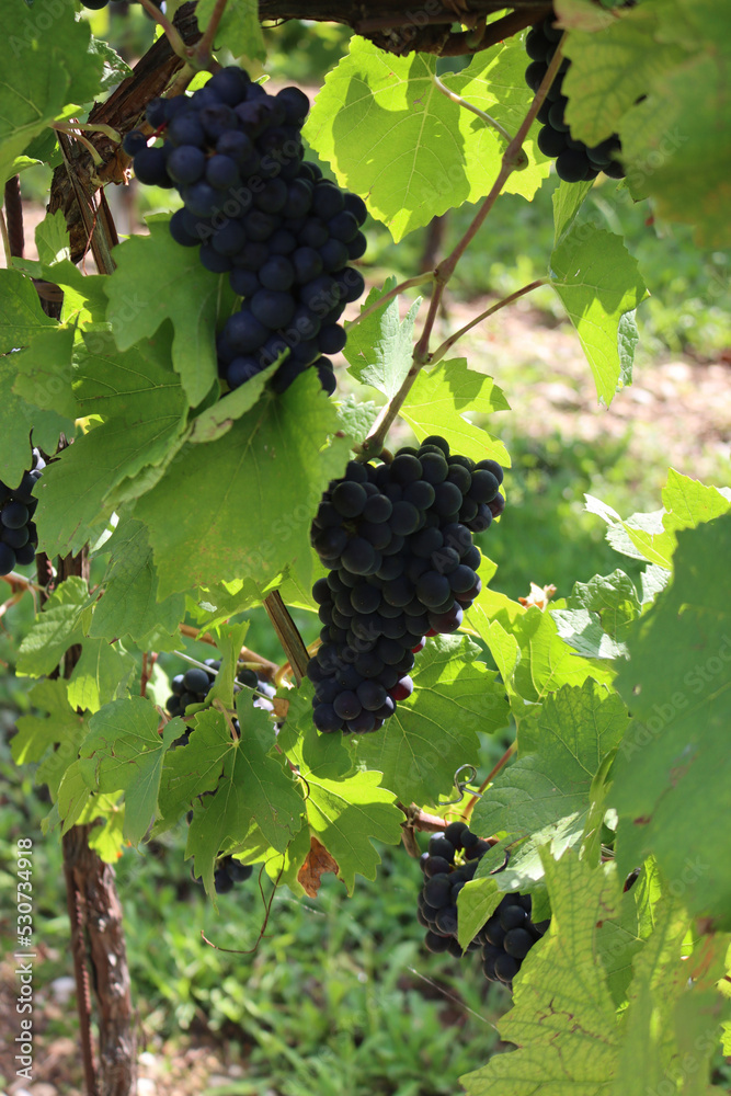 Detail of Pinot gris vineyard in the italian countryside. Ripe Pinot gris grapes ready to harvest on a sunny day