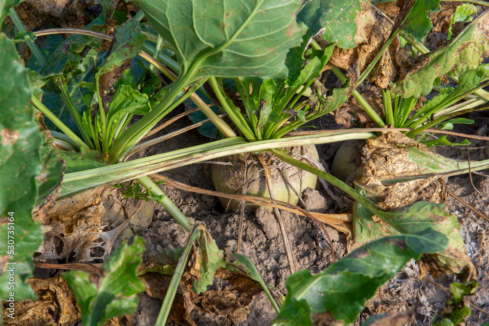 Mangelwurzel or mangold wurzel growing in agricultural field. Mangold,  mangel beet, field beet, fodder beet or root of scarcity. Stock Photo |  Adobe Stock