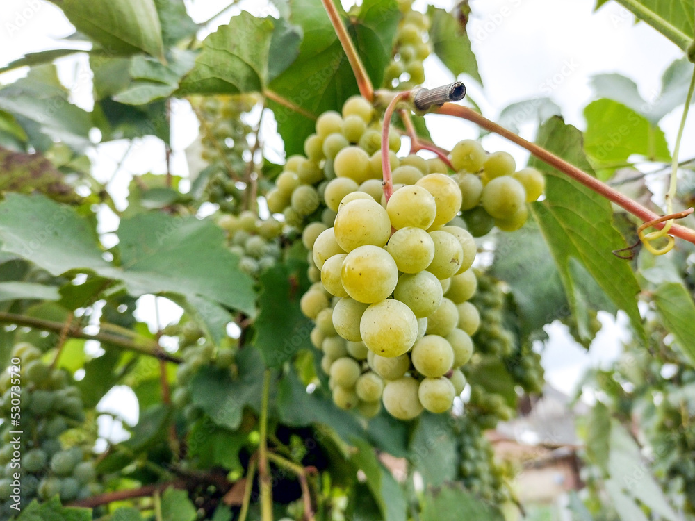 White ripe grapes in autumn, in Romania White ripe grapes in autumn, in Romania