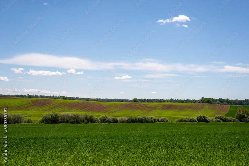 Landscape with grass and sky, agriculture field.