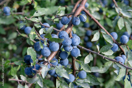 Prunus spinosa berries in the summer. Blackthorn or Sloe bluish fruits growing on the tree.
