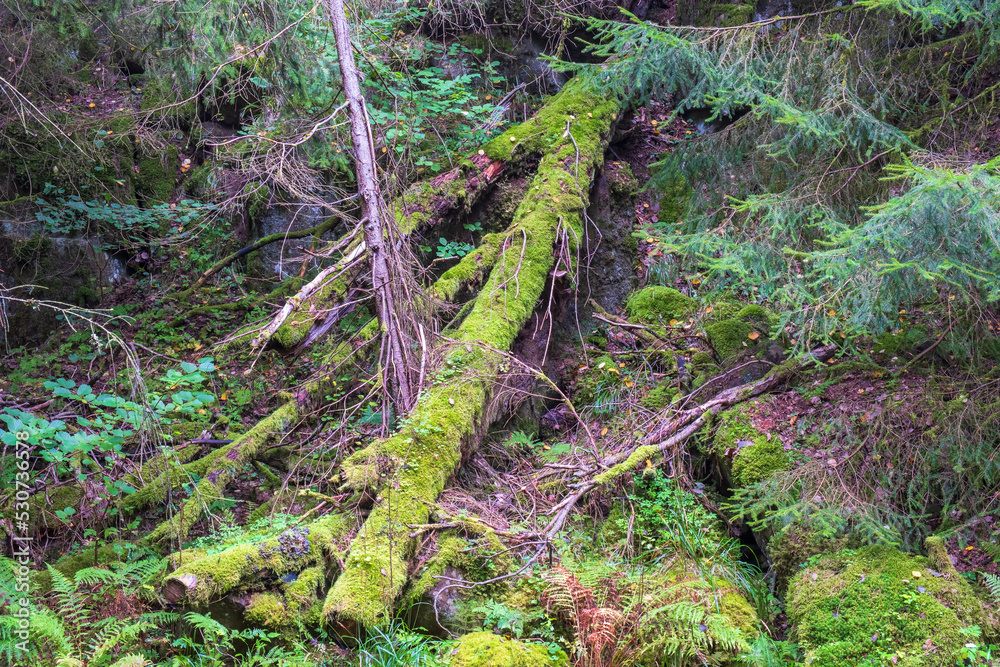 Moss covered fallen trees in a forest slope Moss covered fallen trees in a forest slope
