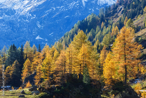 Colorful Larch tree forest in a mountain valley at autumn
