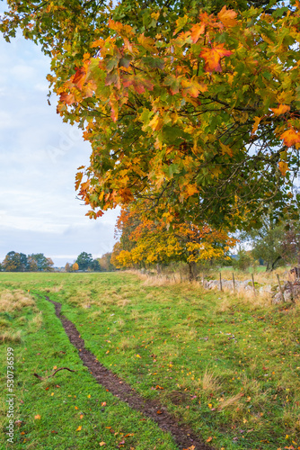 Path on a meadow with colorful maple tree branches
