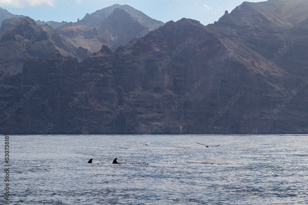 Scenic view on bottlenose dolphin sticking out of water near cliff Los Gigantes, Santiago del Teide, west coast Tenerife, Canary Islands, Spain, Europe. Mammal swimming in Atlantic Ocean. Birds flying Scenic view on bottlenose dolphin sticking out of water near cliff Los Gigantes, Santiago del Teide, west coast Tenerife, Canary Islands, Spain, Europe. Mammal swimming in Atlantic Ocean. Birds flying