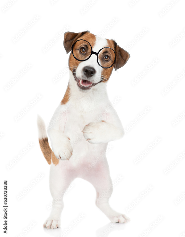 Smart Jack russell terrier puppy wearing  eyeglasses looks at camera. isolated on white background