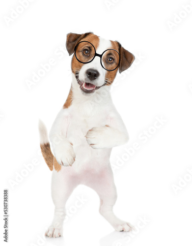 Smart Jack russell terrier puppy wearing  eyeglasses looks at camera. isolated on white background © Ermolaev Alexandr