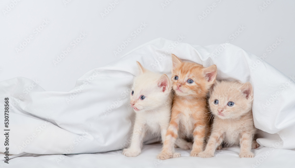Three tiny kittens sit together under a warm blanket on the bed at home and look away on empty space