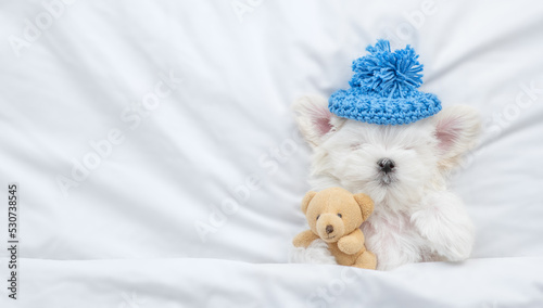 White Lapdog puppy wearing warm hat sleeps under white blanket on a bed at home and hugs favorite toy bear. Top down view. Empty space for text