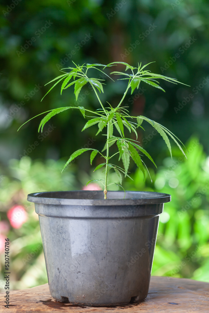 Obraz premium cannabis plant in a pot