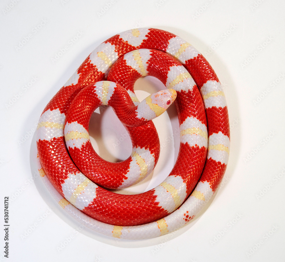 Milk Snake Or Milksnake Lampropeltis Triangulum Nelsoni Stock