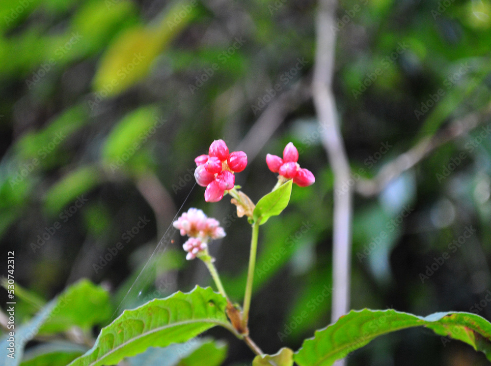 Obraz premium Medinilla Myriantha flower (Malaysian Orchid) fully blooms and looks mesmerizing in a garden in Darjeeling, India. It is not a true orchid at all but it is considered a “semi-epiphyte,” 
