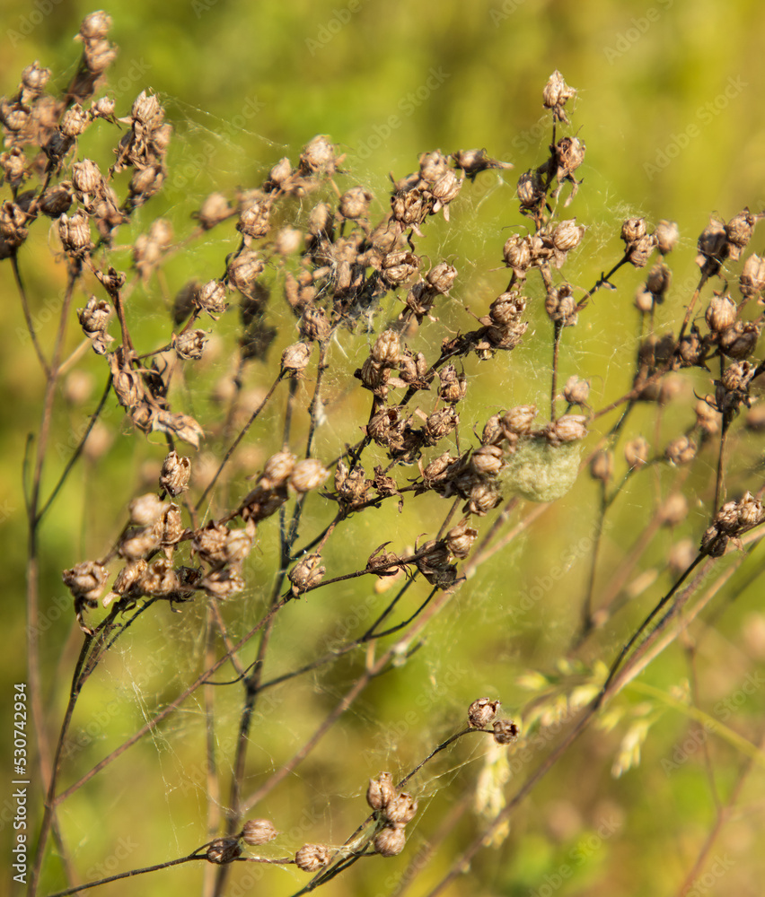 dry grass with seeds on green background dry grass with seeds on green background