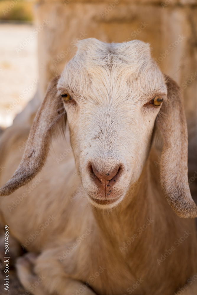 Goat looking to the camera sitting. Cute goat face portrait in summer dry climate, vertical photo Goat looking to the camera sitting. Cute goat face portrait in summer dry climate, vertical photo