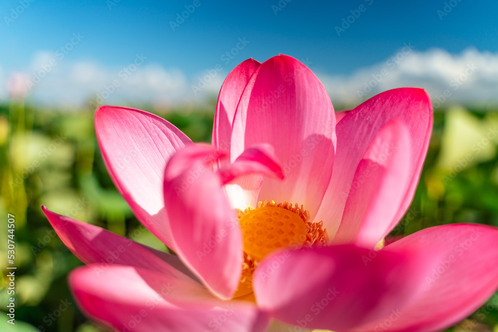 A pink lotus flower sways in the wind. Against the background of their green leaves. Lotus field on the lake in natural environment.