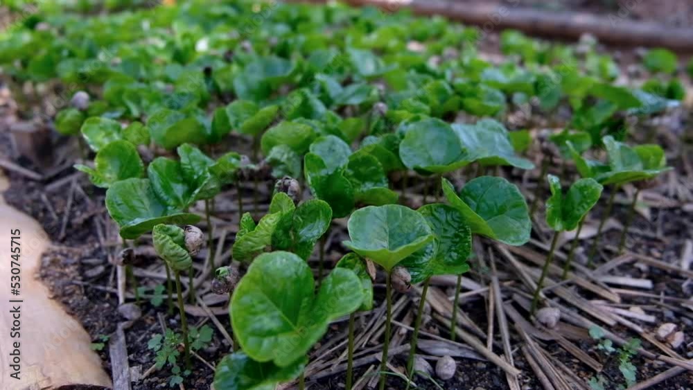 Tiny coffee plant seedlings growing in a nursery on a coffee farm, plants coffee bean plants with bright green leaves in mulch Tiny coffee plant seedlings growing in a nursery on a coffee farm, plants coffee bean plants with bright green leaves in mulch