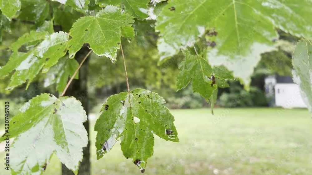 Leaf in rain storm in backyard of house Leaf in rain storm in backyard of house