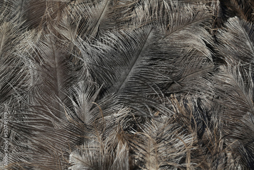 bird feather grey background, copy space