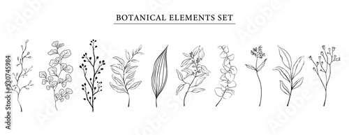 Botanical elements set . Hand drawn botanical contour vector illustration on white isolated background. Set for branches, leaves, twigs, garden grasses in line style.