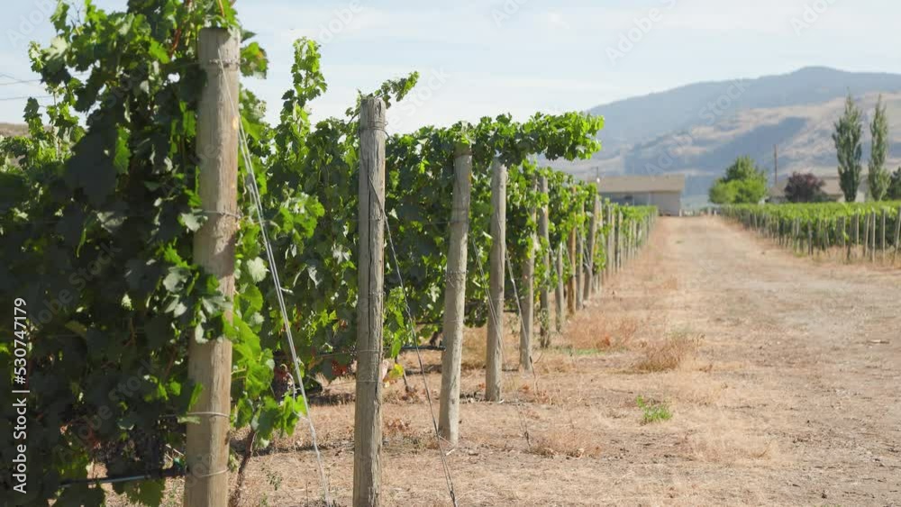 Rows of wine grapes growing, trellis, vineyard, winery, Okanagan winery, BC wine, destination. 4K 24FPS. Rows of wine grapes growing, trellis, vineyard, winery, Okanagan winery, BC wine, destination. 4K 24FPS.