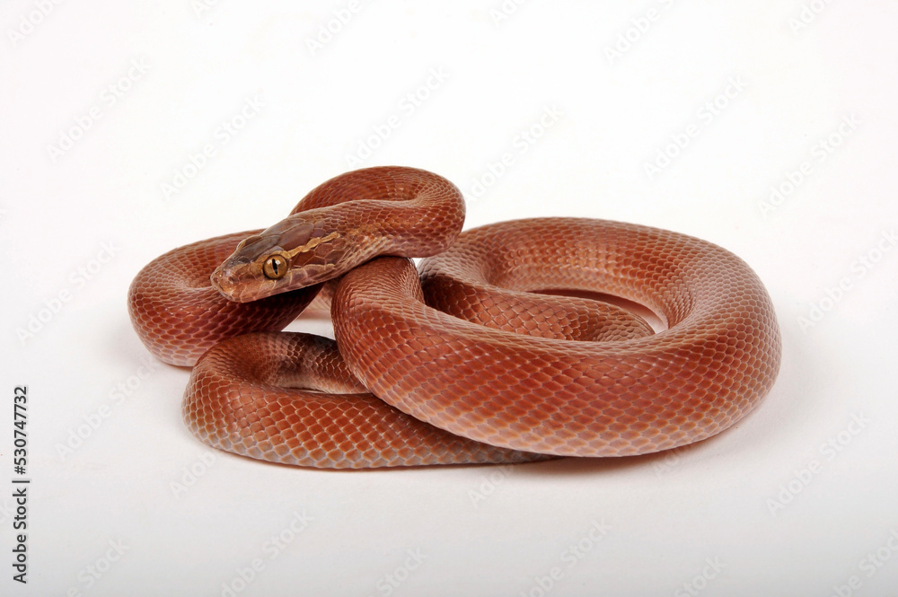 Obraz premium Cape house snake // Afrikanische Hausschlange (Boaedon capensis)