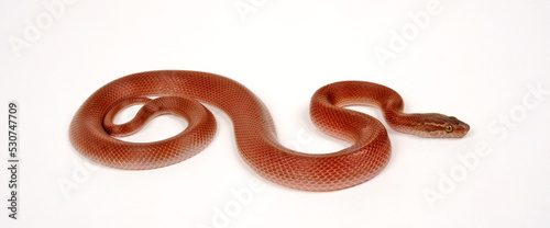 Cape house snake // Afrikanische Hausschlange (Boaedon capensis)