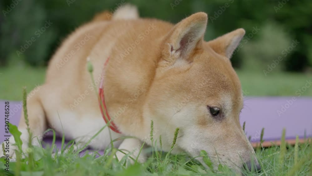 Shiba Inu dog, resting in the garden on green grass, slow motion Shiba Inu dog, resting in the garden on green grass, slow motion
