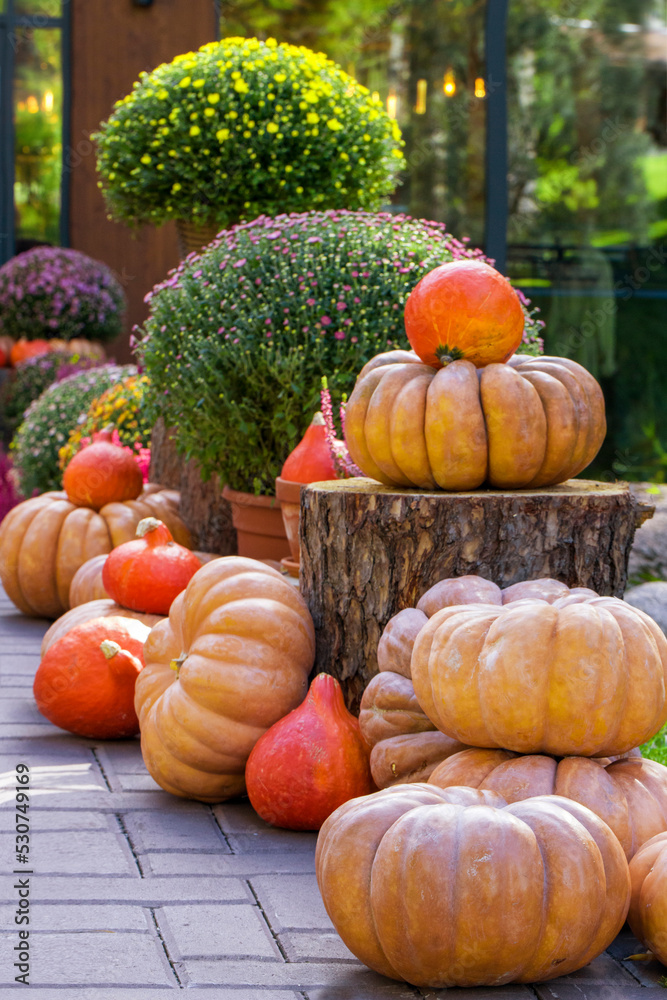 Large pumpkins in autumn decoration. Outdoor decoration with pumpkins, chrysanthemum flowers and tree saws. Large pumpkins in autumn decoration. Outdoor decoration with pumpkins, chrysanthemum flowers and tree saws.