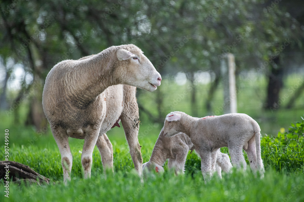 Obraz premium Mother sheep with her twin lambs in the green pasture.