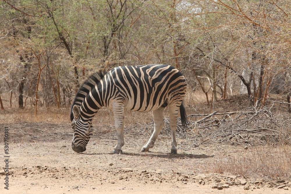 Obraz premium Wild zebra (hippotigris) in Bandia reserve, Senegal, Africa. African animal. Safari in Africa. Plains zebra (equus quagga, formerly equus burchellii), common zebra, portrait. African safari, nature