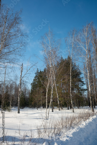 Winter forest park  sunny daytime landscape.