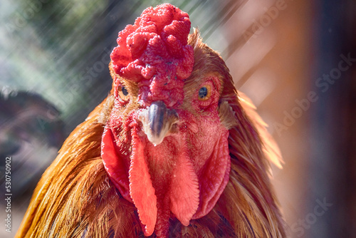 portrait of a rooster domestic animal sussex chicken  photo