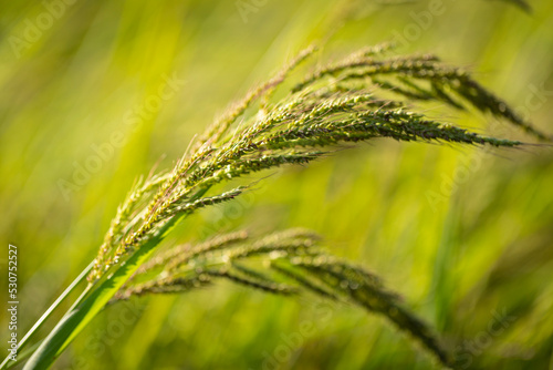 Macro (close-up) de una espiga de arroz en un arrozal (campo) al atardecer photo