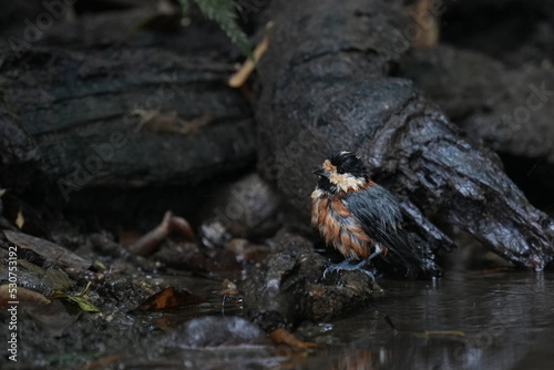 varied tit in a dark forest