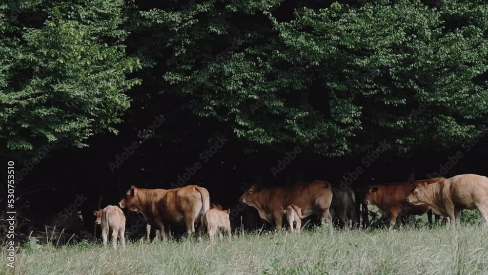 Troupeau de vaches limousines dans un champ en France Troupeau de vaches limousines dans un champ en France