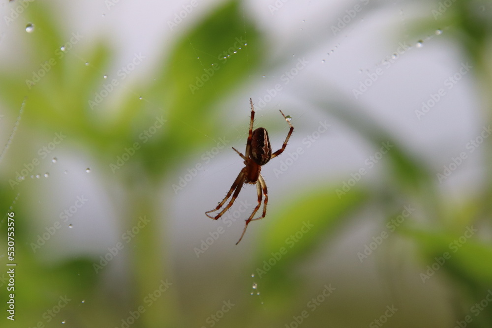 Common Web Spider Common Web Spider