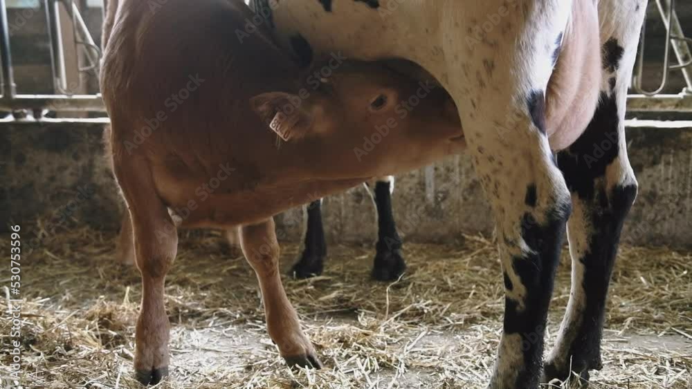 Gros plan sur la tête d'un petit veau limousin qui tête sa mère dans une ferme en France