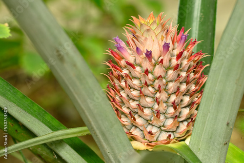 Growing pineapple fruit with flowers, Ananas comosus photo