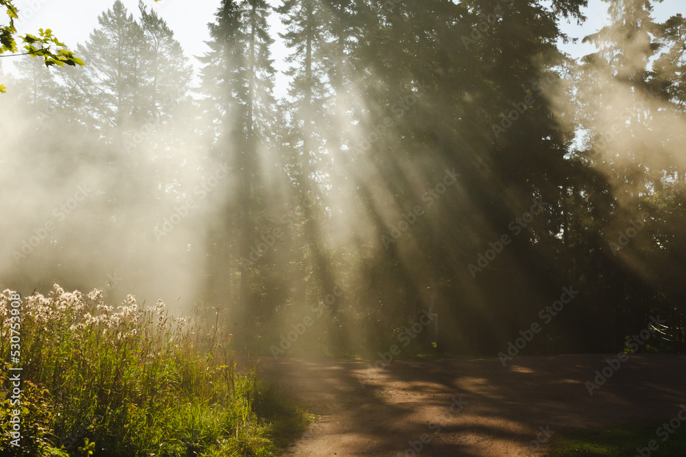 Beautiful fog in the forest on a summer morning. Mystical view of nature Beautiful fog in the forest on a summer morning. Mystical view of nature