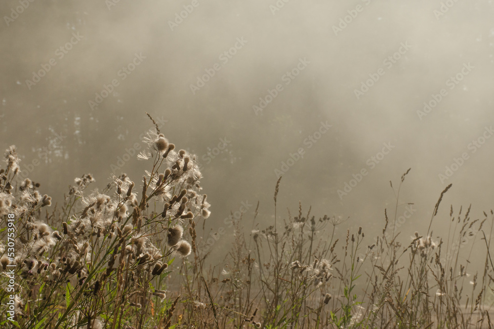 Obraz premium Beautiful fog in the forest on a summer morning. Mystical view of nature