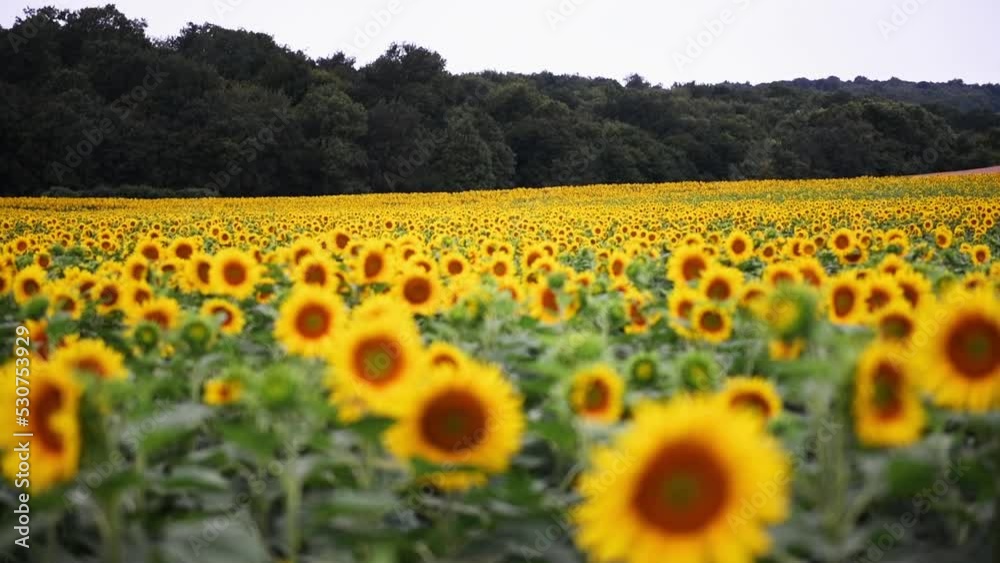 Champ de tournesol en été en france