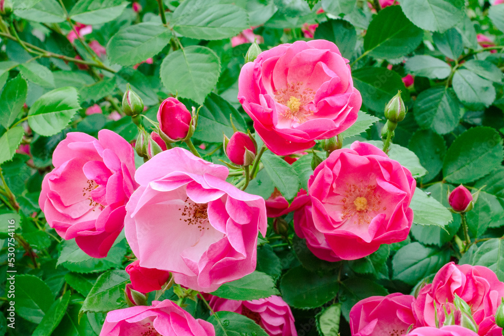 Fototapeta premium Beautiful pink angela floribunda rose among green leaves in the garden and park
