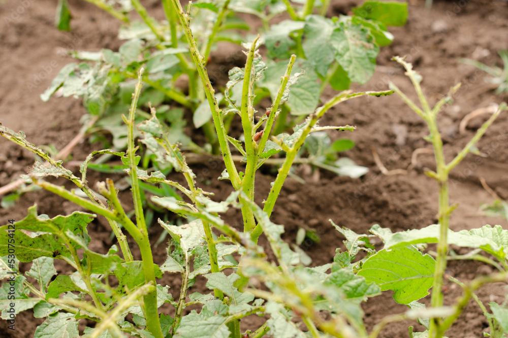 Colorado potato beetle larvae eat green leaves. Colorado potato beetle larvae eat green leaves.