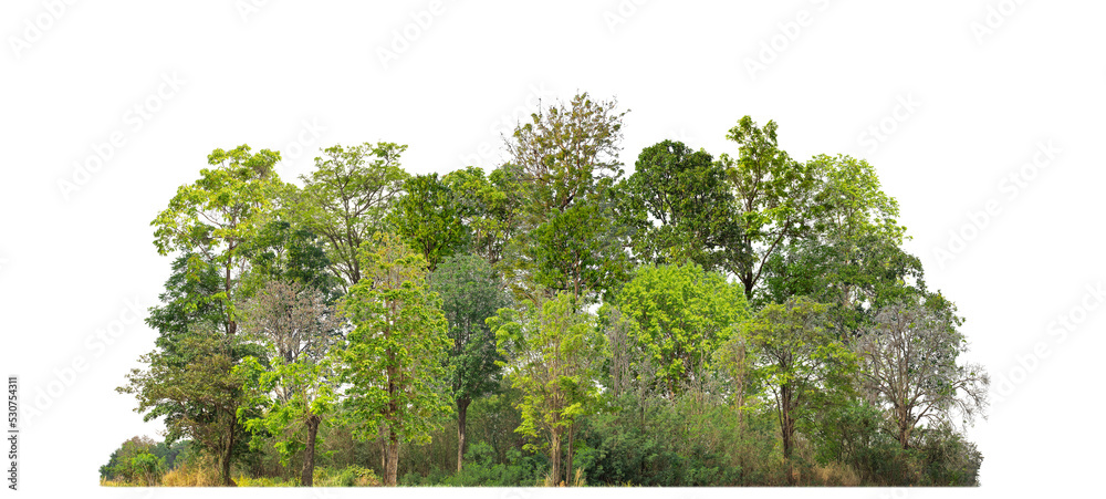 Green trees isolated on transparent background forest and summer ...